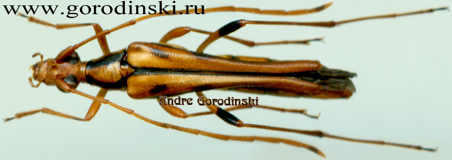 http://www.gorodinski.ru/cerambyx/Idiostrangalia cf. fukiensis.jpg